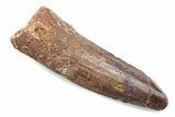 Fossil Spinosaurus Tooth - Feeding Worn Tooth #370584-1